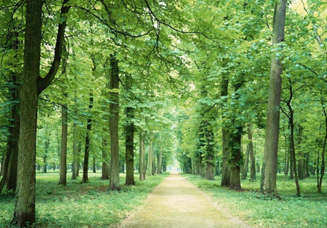 仟億達碳交易，讓林農(nóng)愛上植樹“賣空氣”